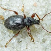 Otiorhynchus ovatus