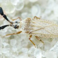 Copium teucrii