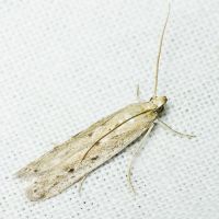 Homoeosoma nebulella