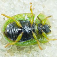 Cassidinae