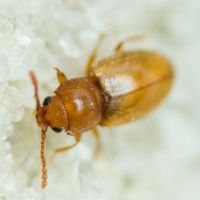 Atomaria