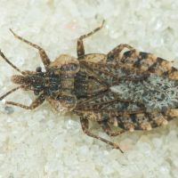 Aradus betulae