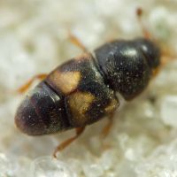 Carpophilus (Carpophilus) hemipterus