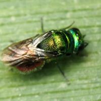 Pseudomalus auratus