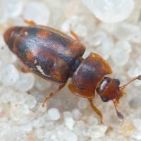 Epuraea biguttata