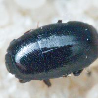 Paromalus flavicornis