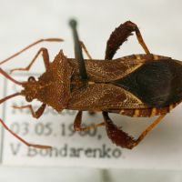 Acanthocerus lobatus