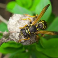 Polistes nimpha