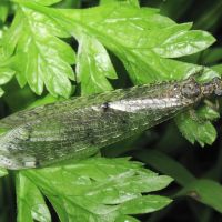 Distoleon tetragrammicus