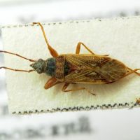 Pachybrachius fracticollis