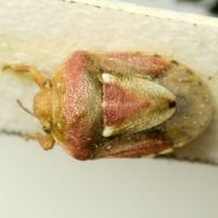Crypsinus angustatus