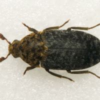 Dermestes undulatus