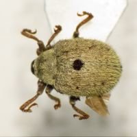 Cionus olens