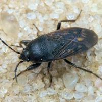 Megalonotus chiragra