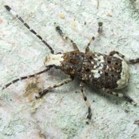 Platystomos albinus