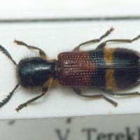 Tilloidea unifasciata