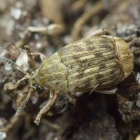 Acanthoscelides obtectus