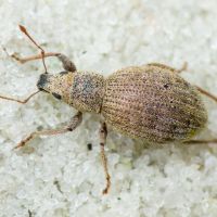 Sciaphilus asperatus