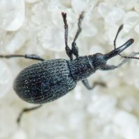 Ischnopterapion loti