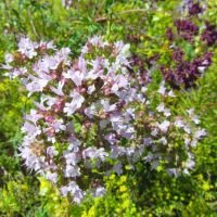 Origanum vulgare