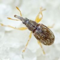 Taeniapion urticarium