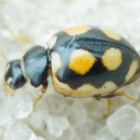 Coccinula sinuatomarginata