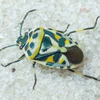 Eurydema (Eurydema) ornata