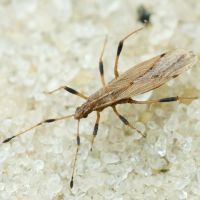 Berytinus (Lizinus) crassipes