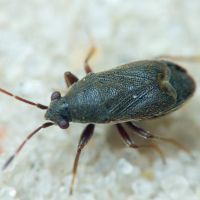 Stygnocoris rusticus