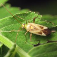Adelphocoris quadripunctatus