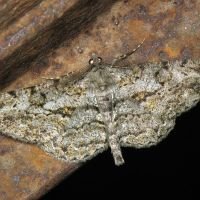 Peribatodes rhomboidaria