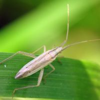 Leptopterna dolabrata