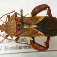 Acanthocerus lobatus