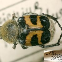 Trichius fasciatus