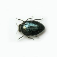 Trachys turanicus