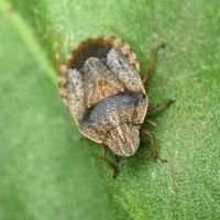 Sciocoris distinctus