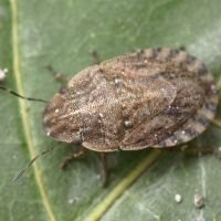 Sciocoris cursitans