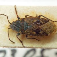 Sphragisticus nebulosus