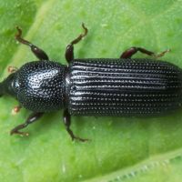 Cossonus cylindricus