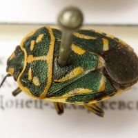 Eurydema (Horvatheurydema) fieberi