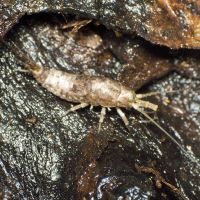 Machilidae