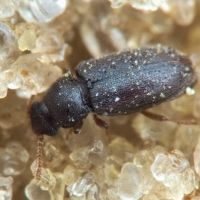 Telmatophilus typhae