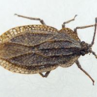 Tingis (Tropidocheila) reticulata