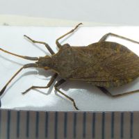Enoplops disciger