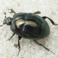 Saprinus caerulescens