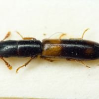 Nemozoma cornutum