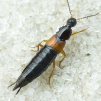 Philonthus (Trionthus) lepidus