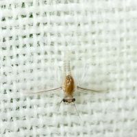 Ephemeroptera