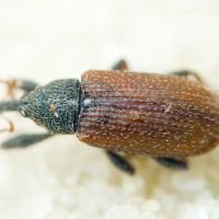 Bradybatus kellneri