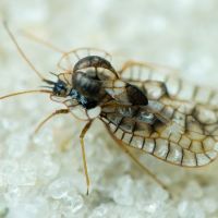 Galeatus affinis